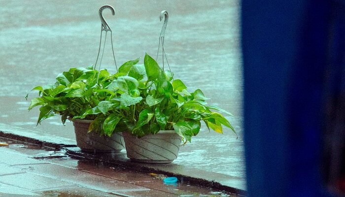 摄图网_500173081_雨中淋雨的绿萝（企业商用）.jpg