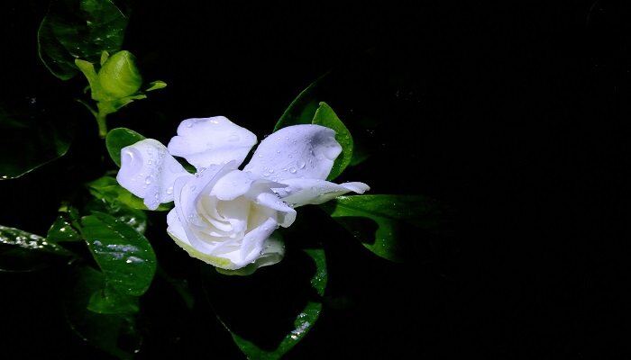 摄图网_500351878_黑暗中盛开的栀子花（企业商用）.jpg