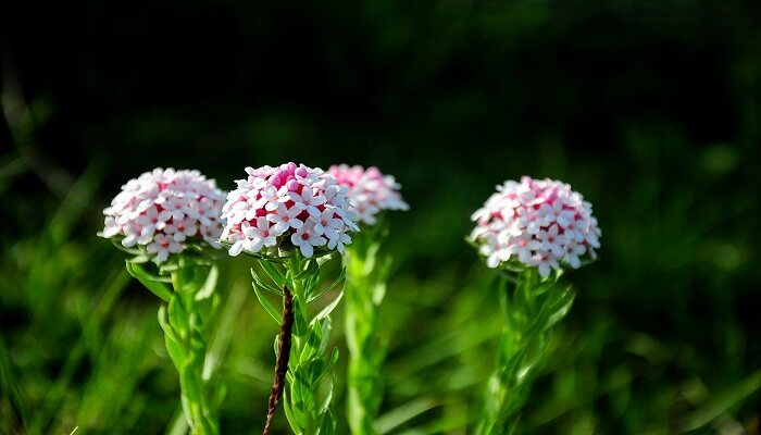 摄图网_501297795_狼毒花（企业商用）.jpg