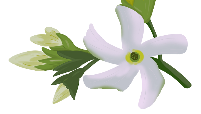 络石藤的花朵素材.png