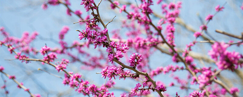 紫荆花1.jpg 紫荆花1.jpg