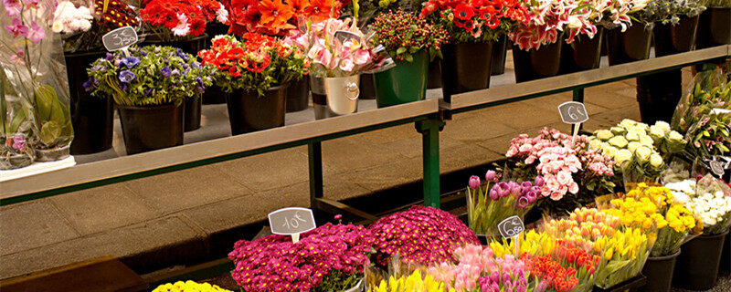 海棠花的别名晚夜玉衡 晚夜玉衡是海棠花吗