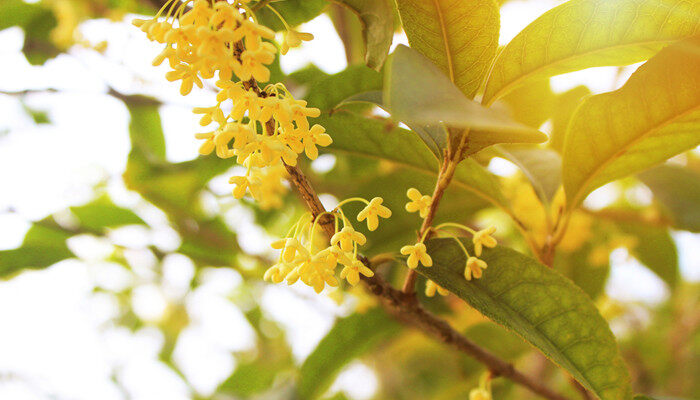杭州市的市花是什么花 杭州市的市花是指什么花