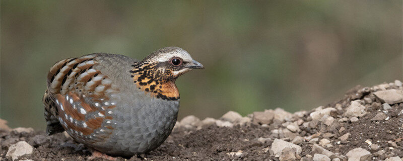芦丁鸡颜色不同有啥区别 芦丁鸡的颜色不同有啥区别