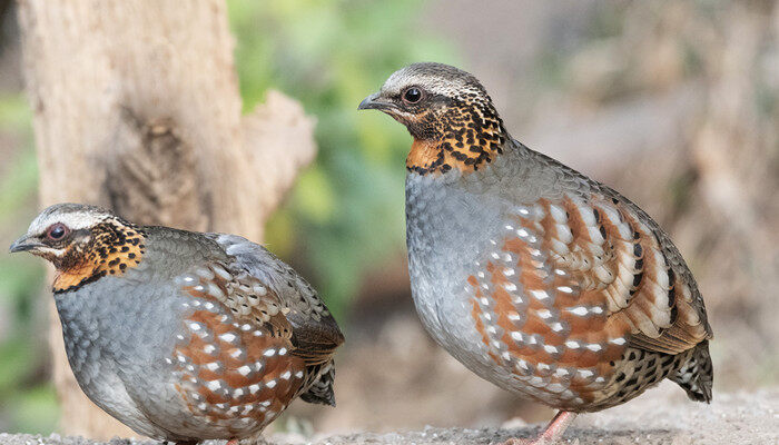芦丁鸡颜色不同有啥区别 芦丁鸡的颜色不同有啥区别
