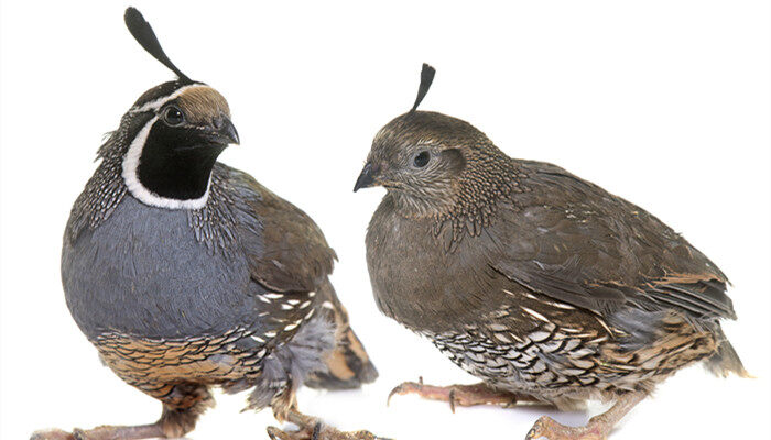 芦丁鸡颜色不同有啥区别 芦丁鸡的颜色不同有啥区别