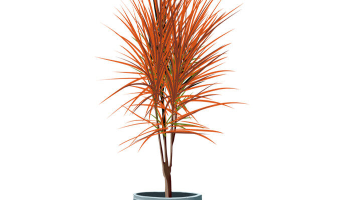 龙血树怎样扦插繁殖 龙血树怎么样扦插繁殖