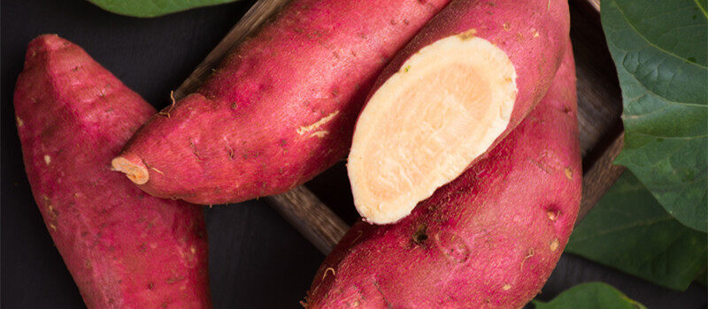 甘薯属于植物的哪个部分 甘薯属于植物的哪一个部分