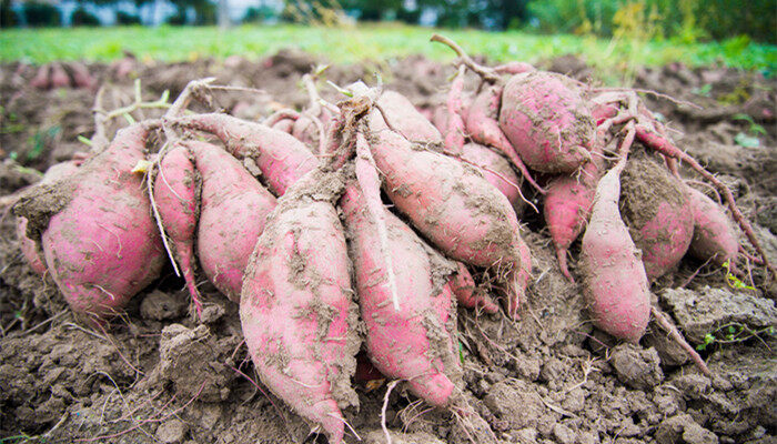 甘薯属于植物的哪个部分 甘薯属于植物的哪一个部分