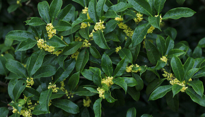 桂花树有多高 桂花树一般有多高