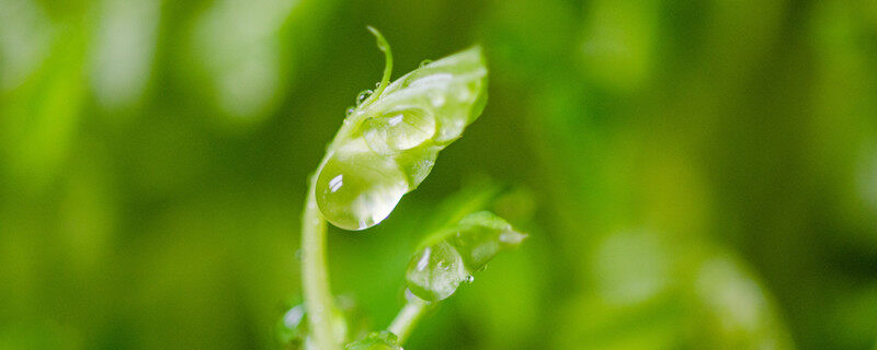 萝卜芽苗菜栽培技术 萝卜芽苗菜种植技术