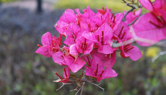 簕杜鹃和三角梅有什么区别 勒杜鹃和三角梅有什么区别