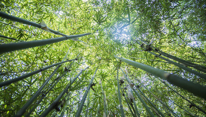 小叶簕竹种植方法 小叶簕竹的种植方法