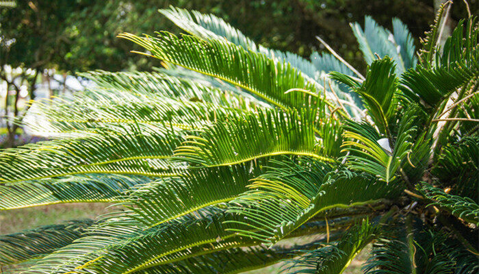 铁树叶子发黄干枯如何补救 铁树黄叶枯叶怎么办