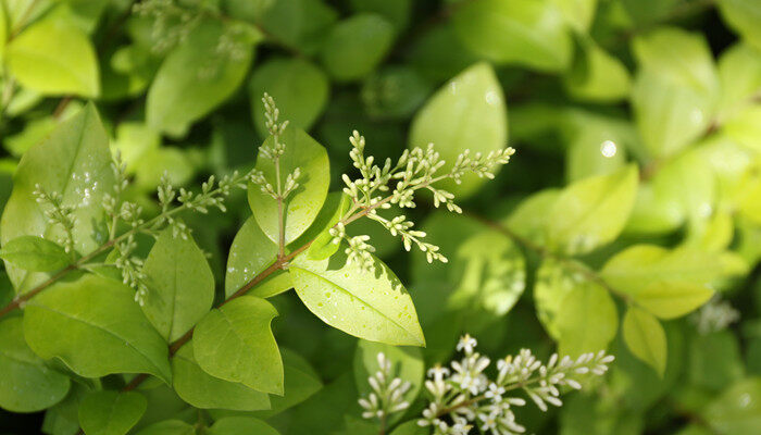 油茶种植管理技术 油茶的种植管理技术