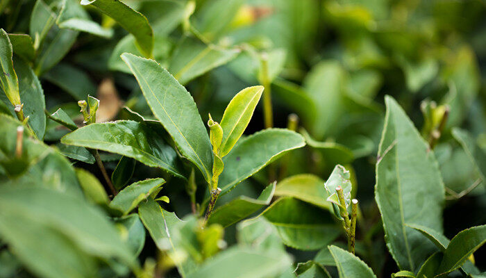 油茶种植管理技术 油茶的种植管理技术