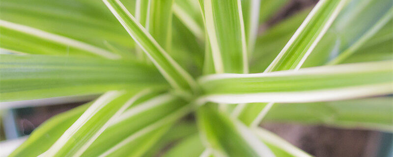 摄图网_500425179_banner_吊兰(企业商用) 1(2)_副本.jpg 摄图网_500425179_banner_吊兰(企业商用) 1(2)_副本.jpg