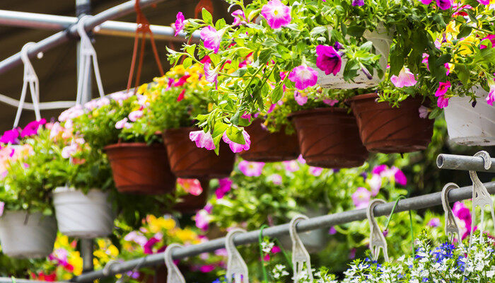 金鱼吊兰3.jpg 金鱼吊兰3.jpg