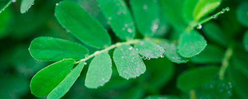 摄图网_501326478_banner_微距植物含羞草2(企业商用)_副本.jpg 摄图网_501326478_banner_微距植物含羞草2(企业商用)_副本.jpg