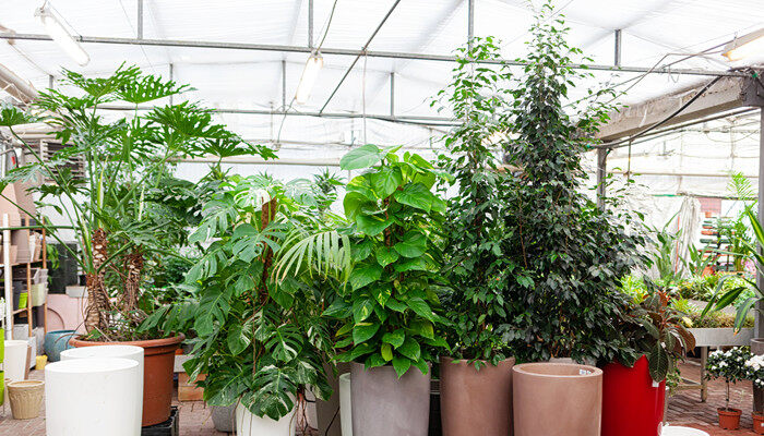 摄图网_303586138_温室中的大型植物盆栽、幸福树(企业商用)_副本.jpg 摄图网_303586138_温室中的大型植物盆栽、幸福树(企业商用)_副本.jpg