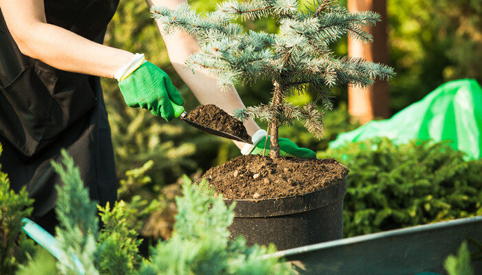摄图网_300132507_banner_轻的妇女园丁肥沃的土壤中移栽植物花店幼苗工作的女人肥料3(企业商用)_副本.jpg 摄图网_300132507_banner_轻的妇女园丁肥沃的土壤中移栽植物花店幼苗工作的女人肥料3(企业商用)_副本.jpg