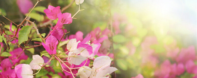 摄图网_501189697_banner_春天花朵背景杜鹃花2(企业商用)_副本.jpg 摄图网_501189697_banner_春天花朵背景杜鹃花2(企业商用)_副本.jpg