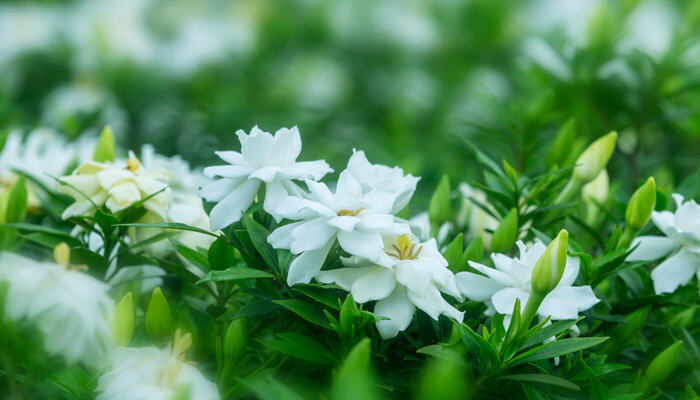 摄图网_501765642_banner_栀子花清新花开3（企业商用）_副本.jpg