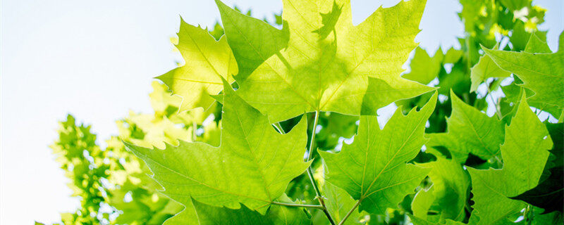 摄图网_500419915_banner_阳光下发光的梧桐叶2(企业商用)_副本.jpg 摄图网_500419915_banner_阳光下发光的梧桐叶2(企业商用)_副本.jpg