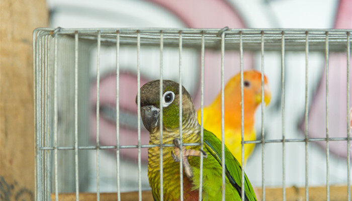 摄图网_300862694_banner_笼子里的鸟鹦鹉（企业商用）_副本.jpg