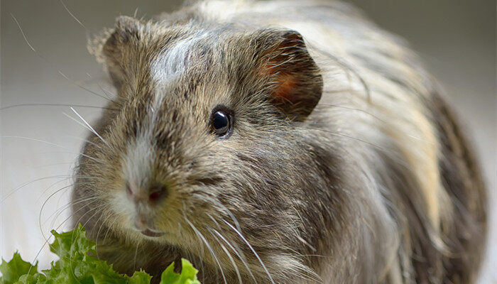 刚生下来的荷兰猪应该喂点啥 刚出生的荷兰猪怎么喂养