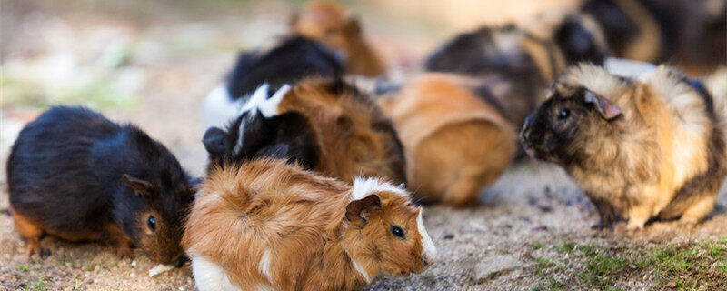 刚生下来的荷兰猪应该喂点啥 刚出生的荷兰猪怎么喂养