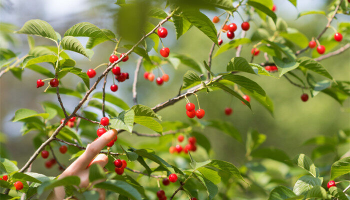 大棚樱桃打破眠剂必须浇水吗 大棚樱桃打破眠剂后的管理