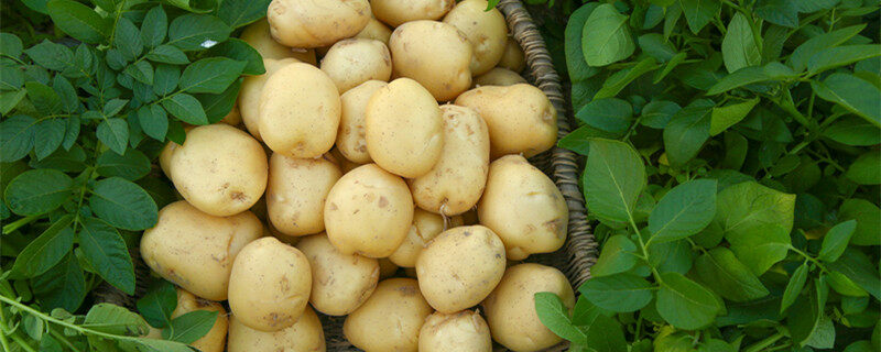 摄图网_501286100_banner_ 现挖土豆（企业商用）_副本.jpg