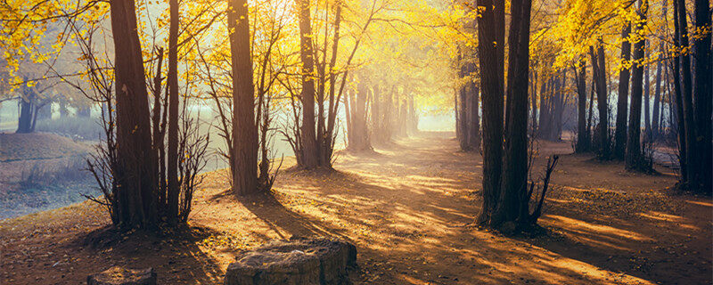 白果树和银杏树一样吗 银杏树有果实吗