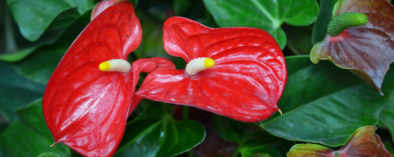 摄图网_501586940_banner_上海辰山植物园热带植物红掌1（企业商用）_副本.jpg