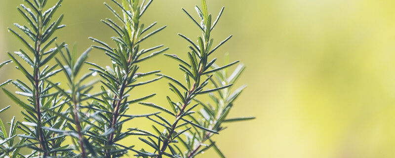 摄图网_300861757_banner_迷迭香锅里1(企业商用)_副本.jpg 摄图网_300861757_banner_迷迭香锅里1(企业商用)_副本.jpg