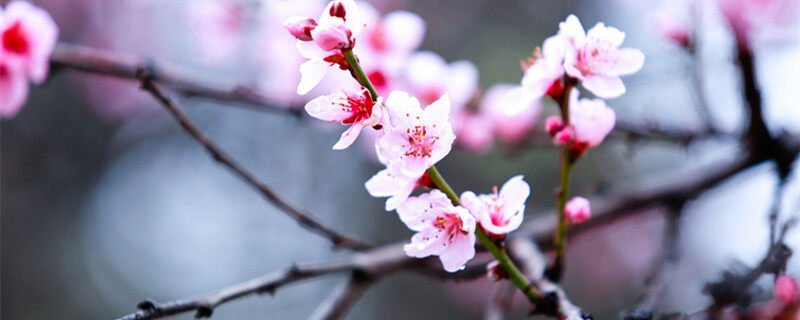 摄图网_500828827_banner_西藏林芝桃花1（企业商用）_副本.jpg