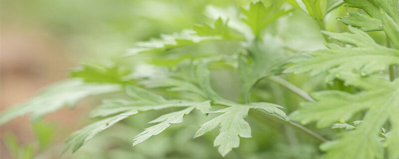 摄图网_501229990_banner_植物艾草1（企业商用）_副本.jpg