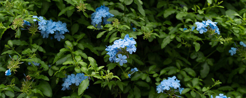 摄图网_501618413_banner_绣球花1（企业商用）_副本.jpg