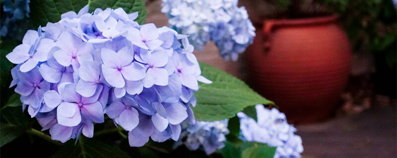 摄图网_501190893_banner_春季里开放的紫色绣球花1（企业商用）_副本.jpg