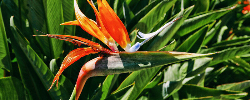 首图 天堂鸟花（企业商用）_副本.jpg