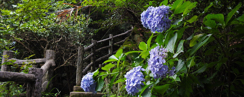首图 绣球花鲜花和绿植（企业商用）_副本.jpg