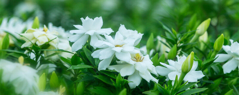 首图 1栀子花清新花开（企业商用）_副本.jpg