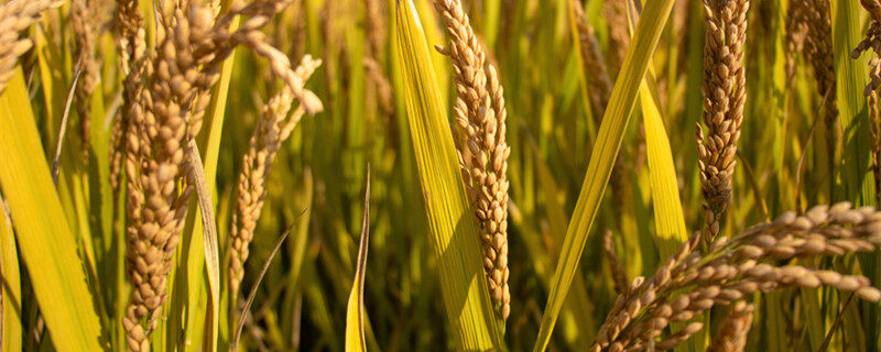 水稻适合黏质土还是壤土 水稻的生长特点