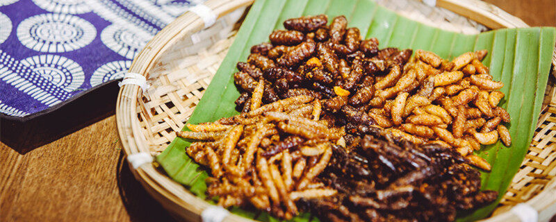 蛋白虫养殖风险大吗 蛋白虫怎么养殖