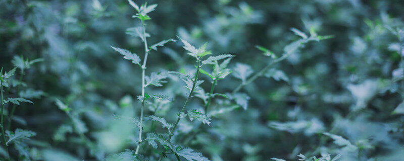 艾草.jpg
