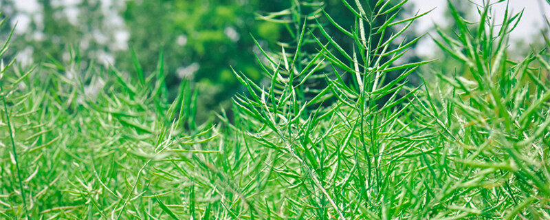摄图网_500037488_banner_油菜籽 油菜花1（企业商用）_副本.jpg