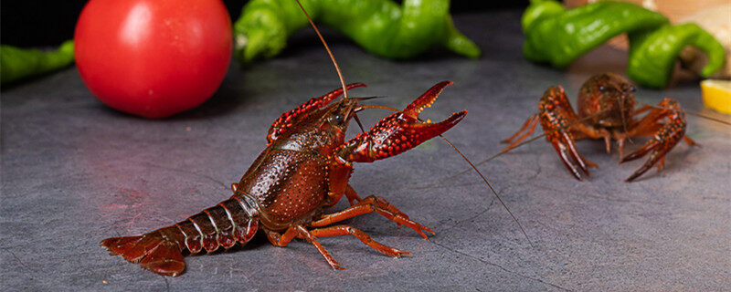 摄图网_501606512_banner_夜宵食材鲜活小龙虾1（企业商用）_副本.jpg