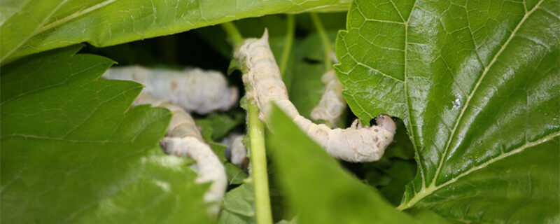 摄图网_501283918_banner_蚕1(企业商用)_副本.jpg 摄图网_501283918_banner_蚕1(企业商用)_副本.jpg