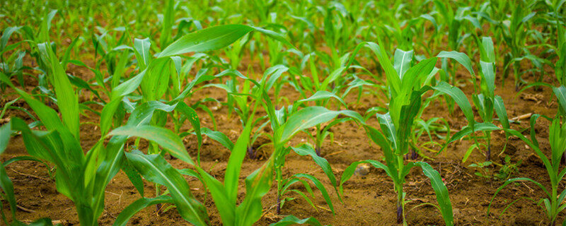 首图_春耕玉米苗（企业商用）_副本.jpg